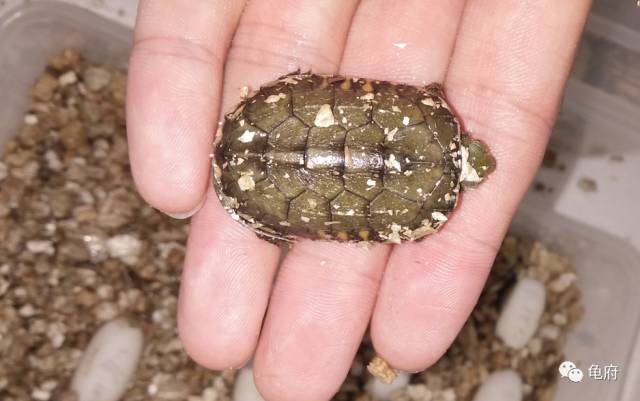 鉴赏花草模板,小青苗照片