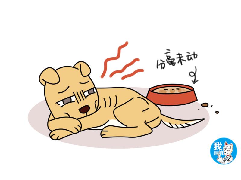 狗狗摄入多少咖啡因会中毒,狗狗能吃盐吗狗狗吃盐有什么危险