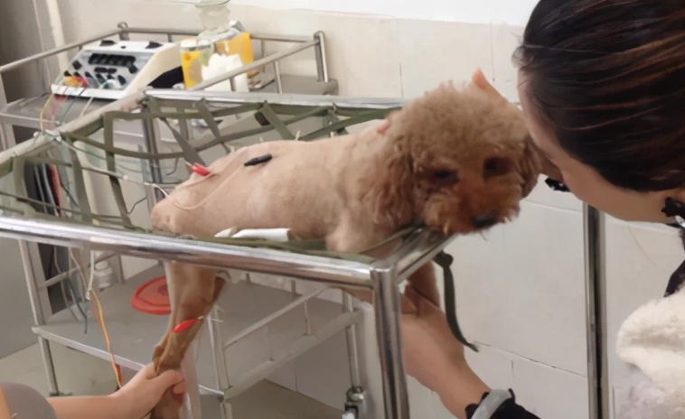 那些年我曾经养过的小狗,那些年我曾经养过的狗