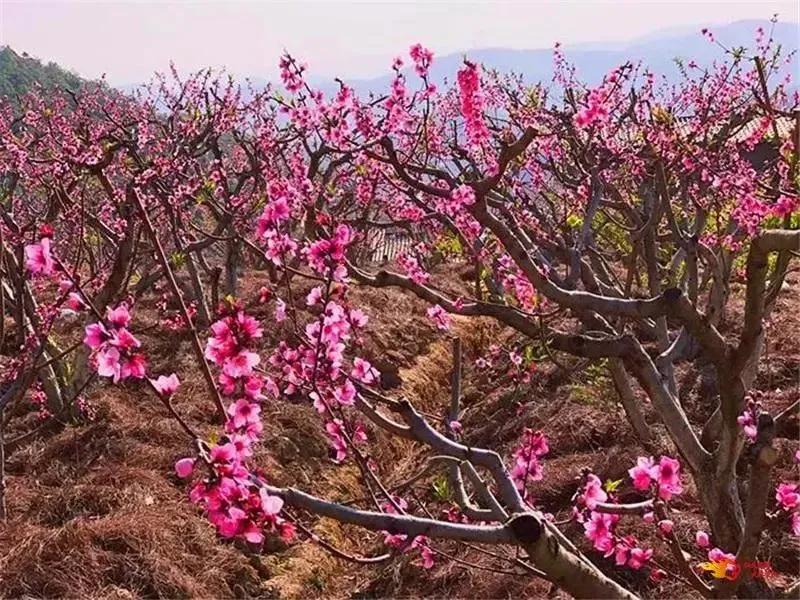 阳春三月踏青吟,阳春三月诗和风景