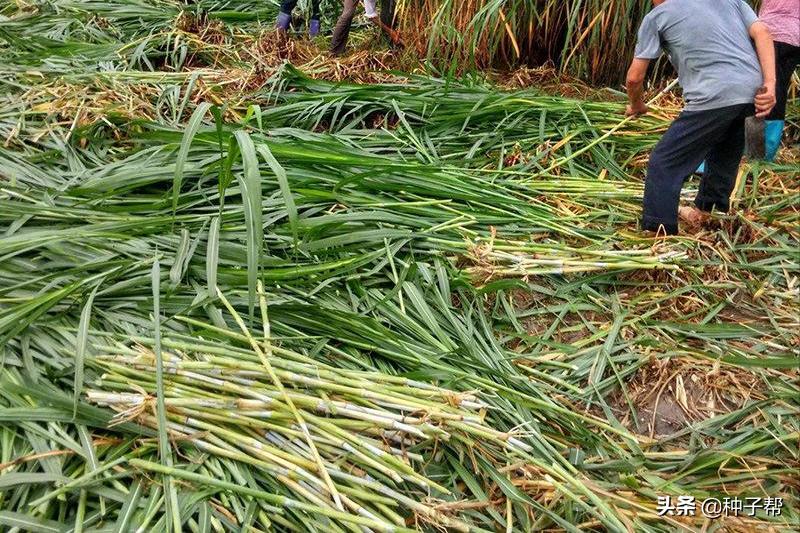 皇竹草北方亩产多少吨,北方皇竹草和甜象草哪个适合养牛