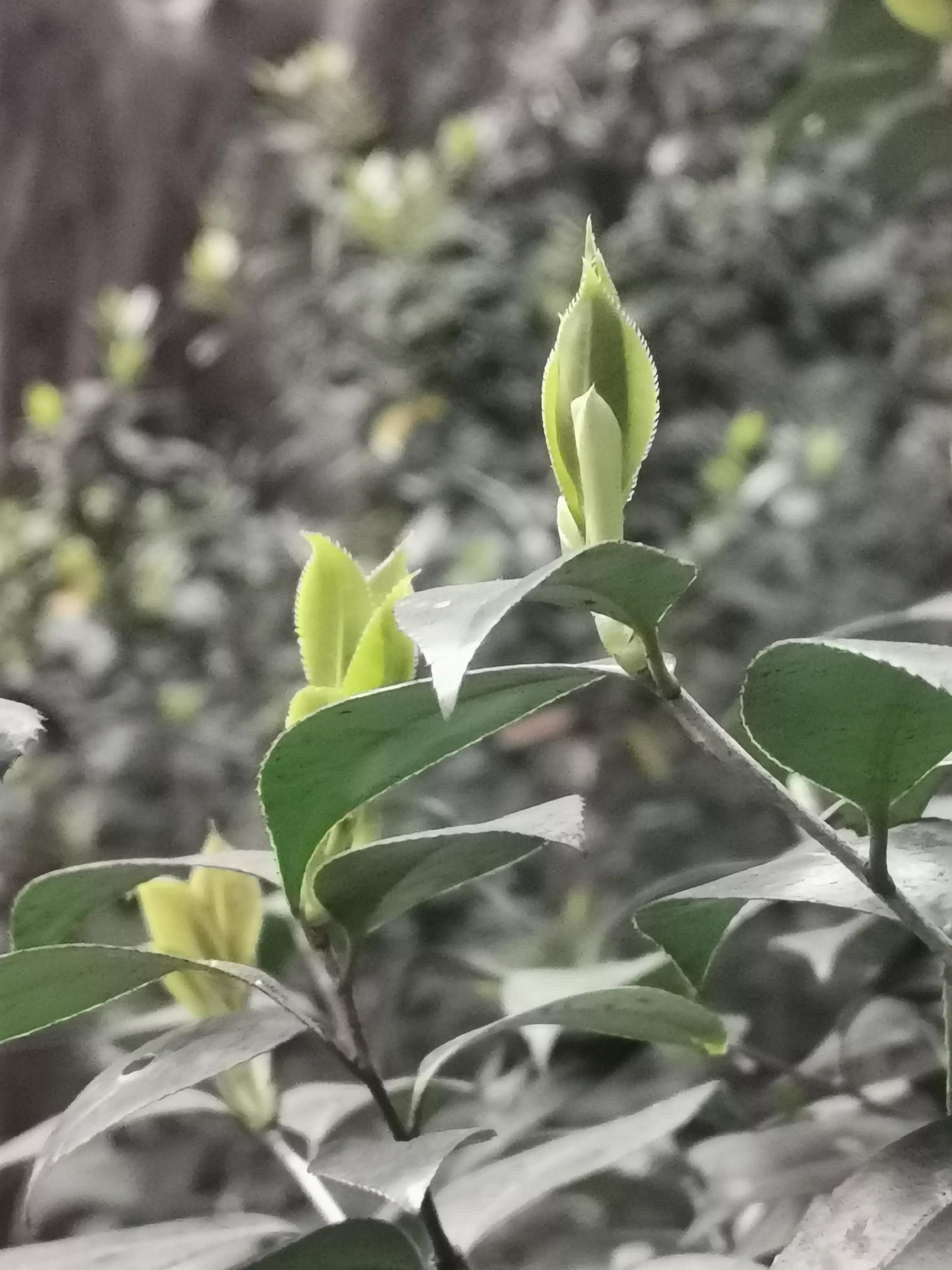 舞蹈怒放的生命,怒放的生命活出精彩