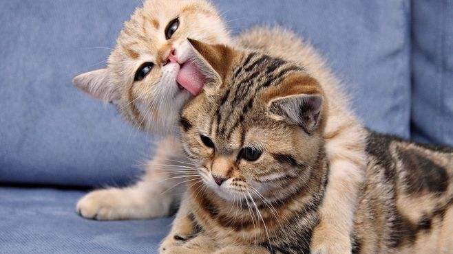 关于猫咪发情的那些羞羞事，养猫必读