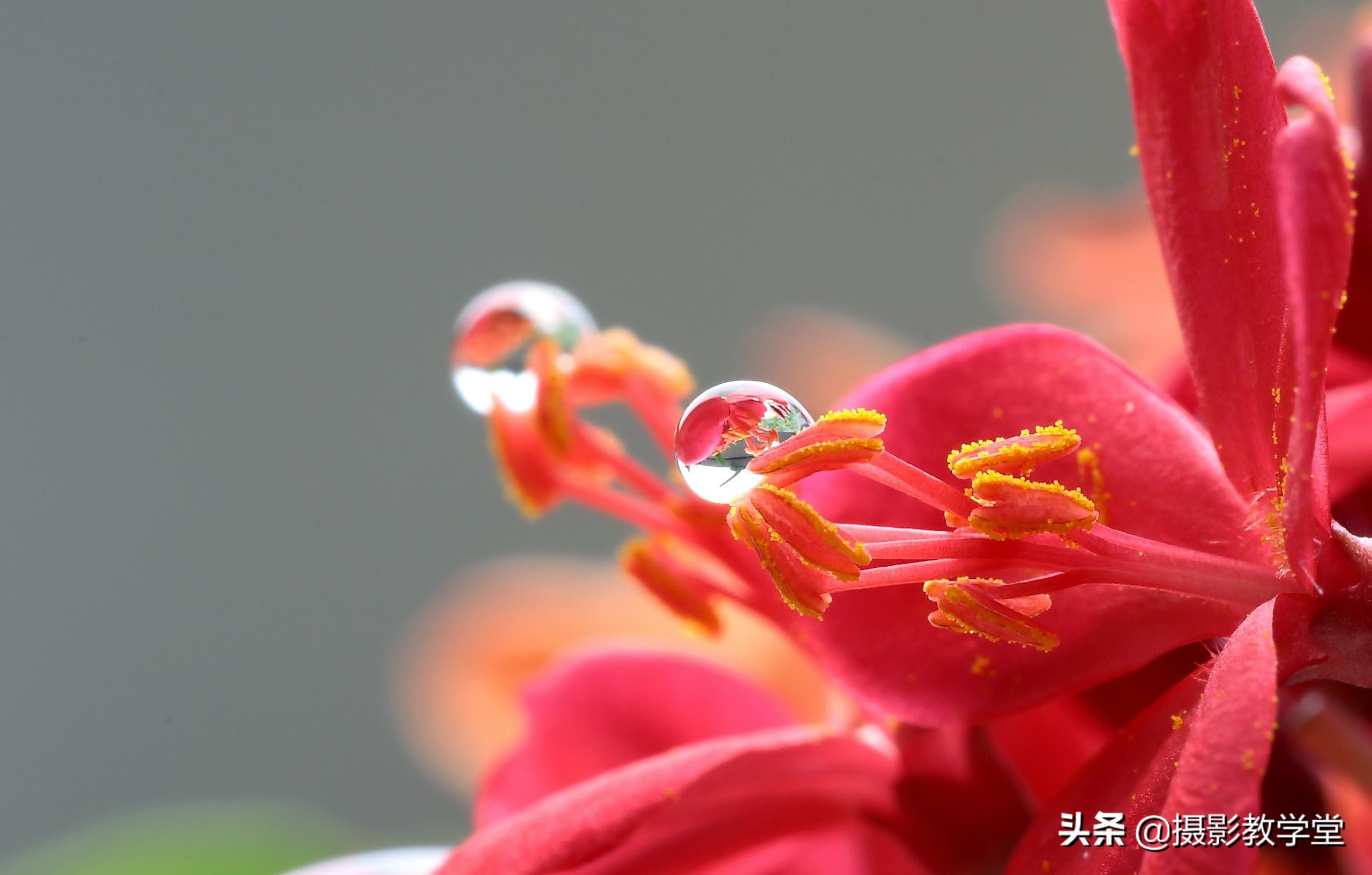 微距镜头如何拍出好的微距照片,微距摄影拍摄技巧有哪些