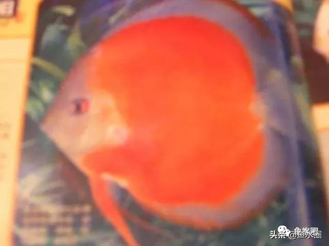 七彩神仙最好看的品种,七彩神仙多大分品种