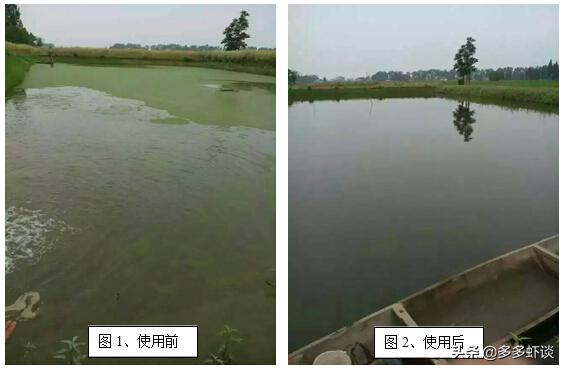 高温季节有蓝藻如何肥水,蓝藻不肥水会怎么样