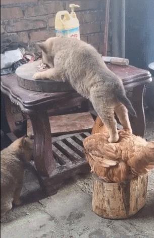 猫咪界干饭王,喵界干饭王