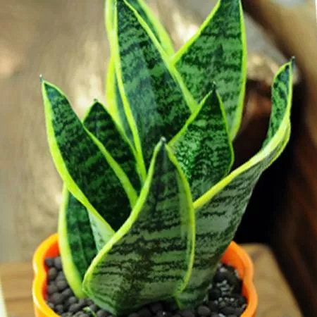 央视十大除甲醛植物排行榜,绿萝栀子花室内花卉植物除甲醛