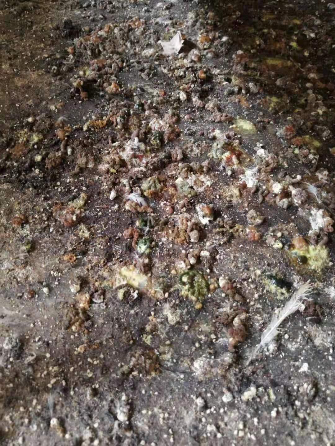 高发腺肌胃炎的症状,最常见慢性胃炎临床表现