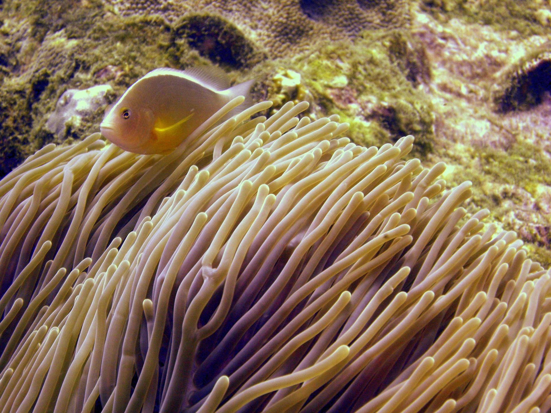 世界最强十大海岛,帕劳和马代哪个值得去