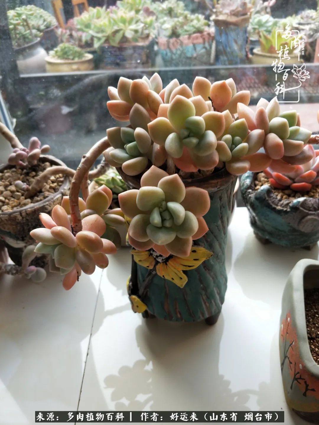 世上怎么会有这么可爱的生物,这世上怎么会有那么可爱的小可爱