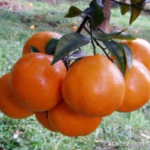 柑橘低谷期怎么赚钱,柑橘销售难对策建议