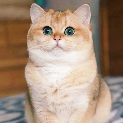 英短渐层和美短渐层的区别,英短金渐层怎么分色号