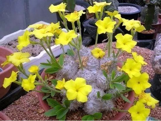 世界十大漂亮名贵花卉,植物研究世界名贵花卉