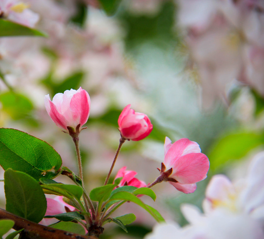 海棠花的不同品种,春天里盛开的海棠花不同品种