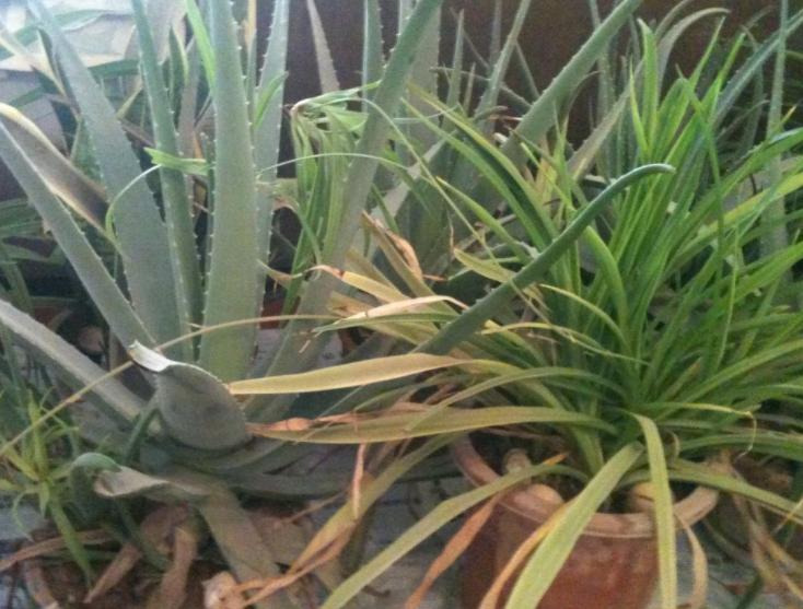 芦荟黄叶了能修剪吗,芦荟黄叶缺什么