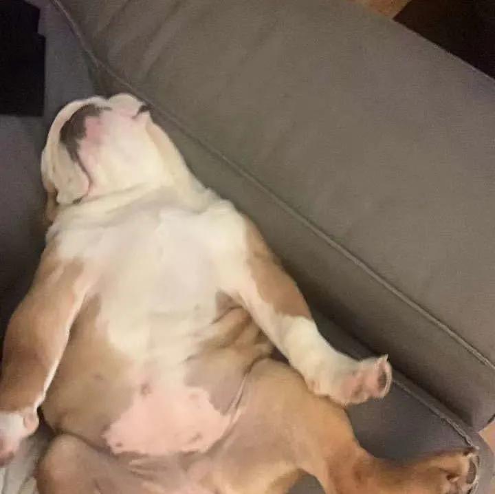 模仿狗狗睡姿,分享下你家狗子的睡姿