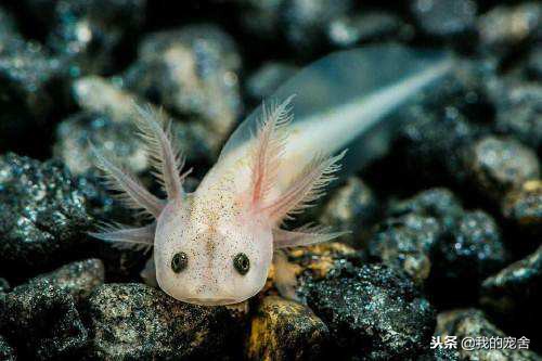 世界上最好看的六角恐龙,又肥又大的六角恐龙