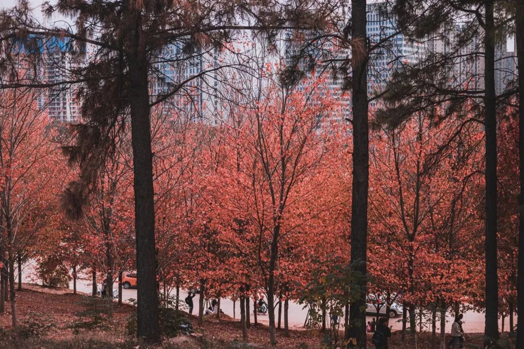 不输武大樱花，文华学院美“枫”了