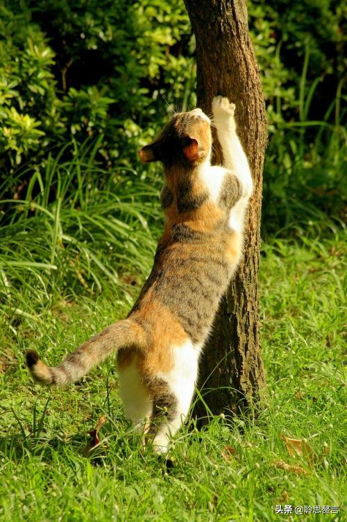 咏猫诗陆游,咏猫陆游