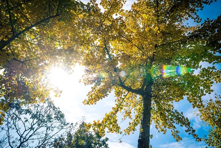 秋天赏枫叶好去处,赏红叶正当时