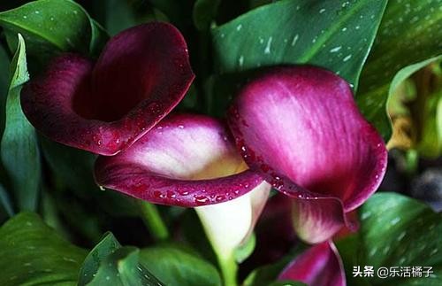 盆栽马蹄莲怎么养才能开花,盆栽马蹄莲怎么养才能开花多