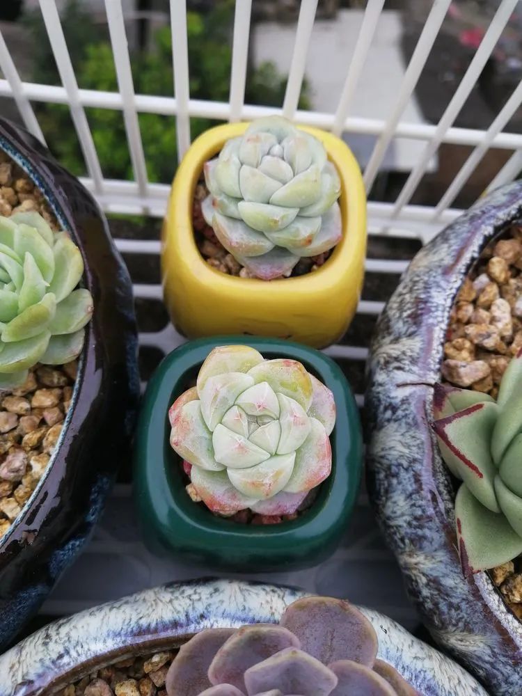 我和多肉,我与多肉