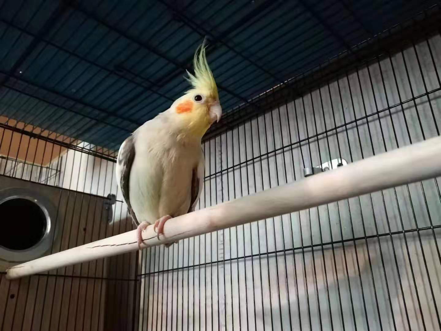 玄凤鹦鹉是哈士奇吗,玄凤公鹦鹉哈气