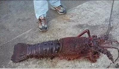 作为潮汕人，这89种海鲜你都能对上号吗