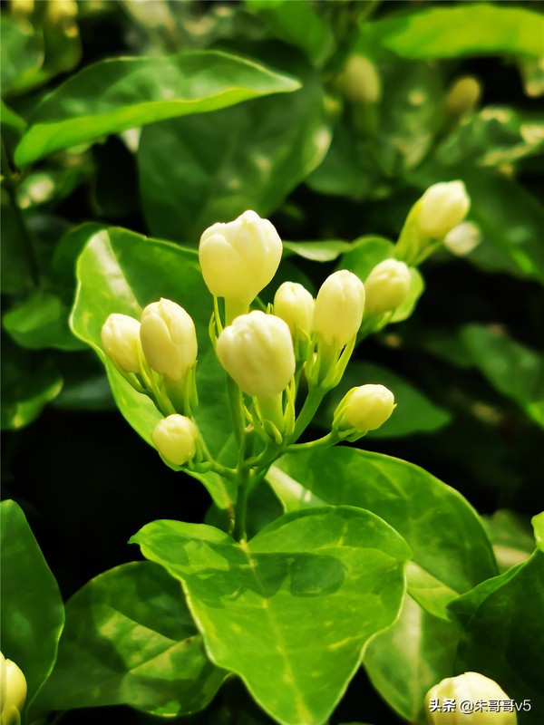 2022媒体花乡行,2023媒体花乡行