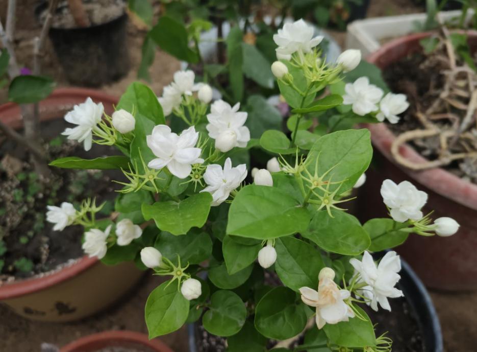 不会养文竹掌握4个方法枝叶翠绿,不会养花怎么学