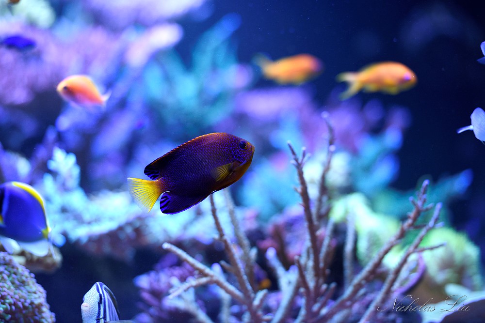 经典海水礁岩生态缸分享，180×120×60厘米三面观赏海缸