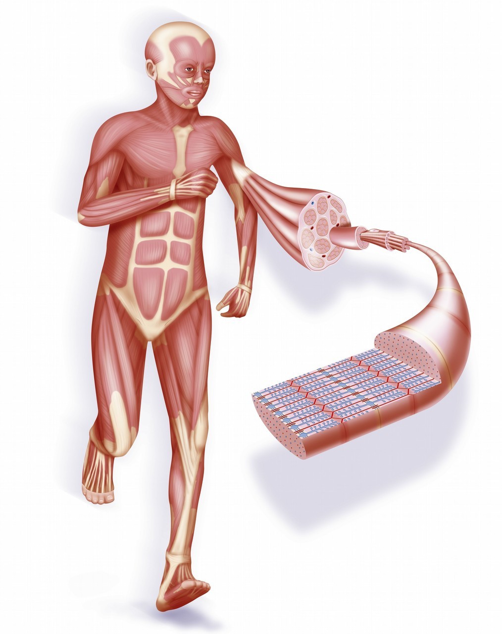 骨骼肌收缩全过程讲解,骨骼肌以什么形式收缩