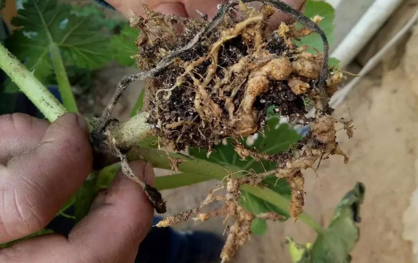 今年虫害为什么这么严重,抗性虫都有哪些