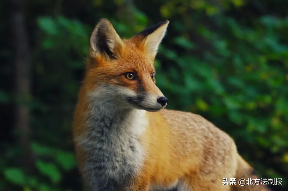 火狐狸的衣服有毒吗,火狐狸外衣新款