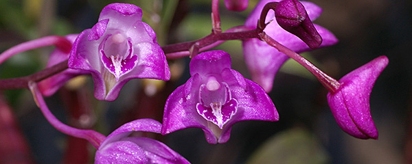 澳洲石斛的养殖方法,澳洲石斛的养殖方法和技巧图解