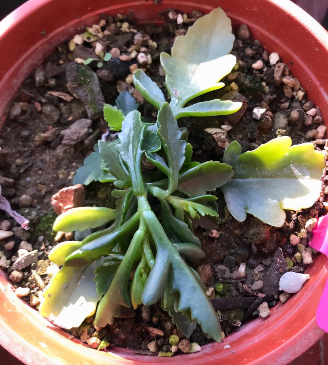 22种花耐旱耐热,天冷种花要注意什么