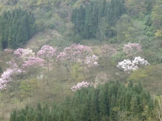 江油附子专卖店,四川江油生附子