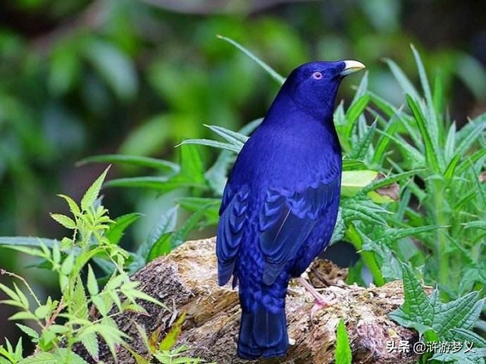 常见但是说不出名字的动物,六种不常见的鸟