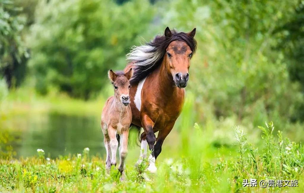 全家人一起欢欢喜喜过大年,所有人一起来拜年