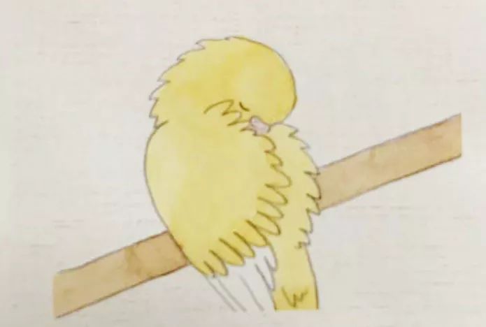 鹦鹉最害怕的四件事,鹦鹉看不见了是什么表现