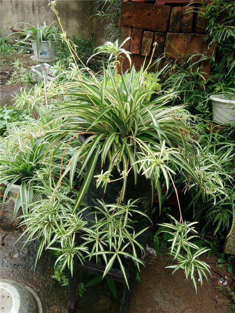 吊兰叶子蔫了看起来不精神怎么办,吊兰放在房间叶子发黄怎么办