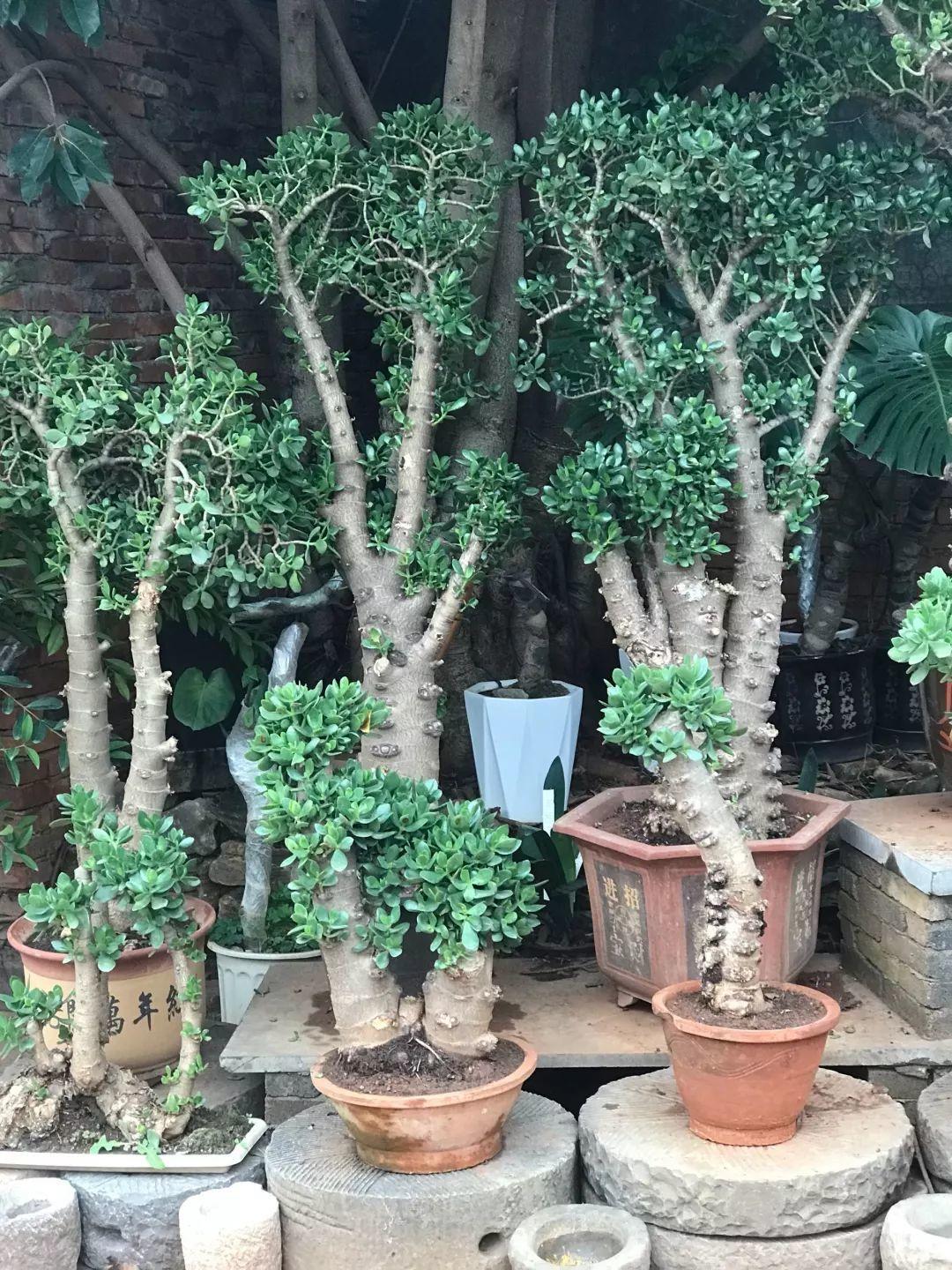 玉树修剪什么造型好看,玉树修剪造型详解