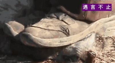 英国女王正式宣布拒绝皮草，愿世间没有血淋淋的时尚