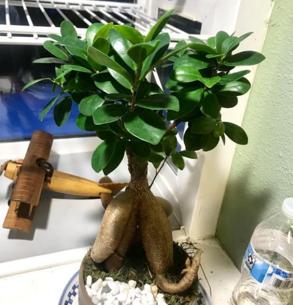 人参榕怎么才能长大肥根,人参榕烂根怎么处理