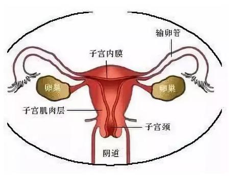 啪啪啪过的女性，90%都会得这个病，现在知道还不晚~