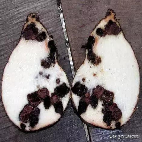 马铃薯病害知识与防治书籍,马铃薯黑胫病病害及防治方法