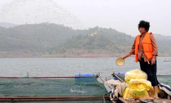 近期黄颡鱼病爆发,黄颡鱼肠炎怎么控料