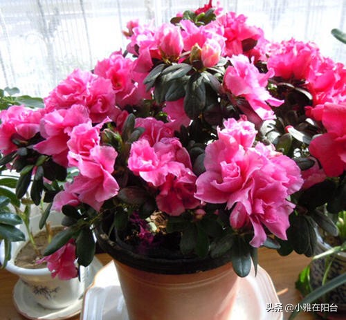 杜鹃花盆栽叶子发蔫怎么处理才好,盆栽杜鹃冬天出现严重掉叶怎么办