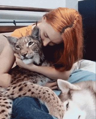 想养猫又怕被猫抓,俄罗斯养猞猁